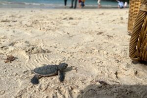 turtle release activity in Con Dao Vietnam